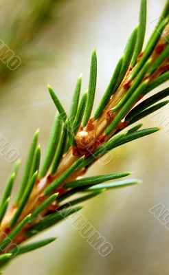 spruce