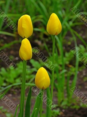 unblown yellow  tulips