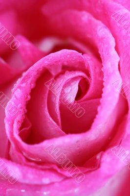 pink rose background
