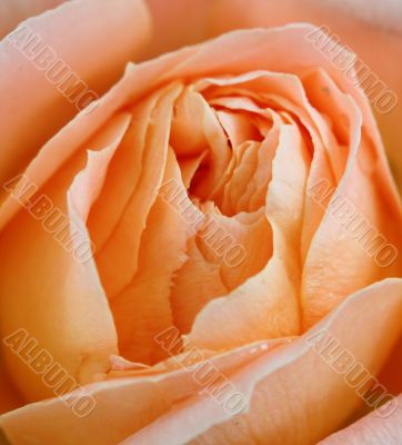 orange rose background