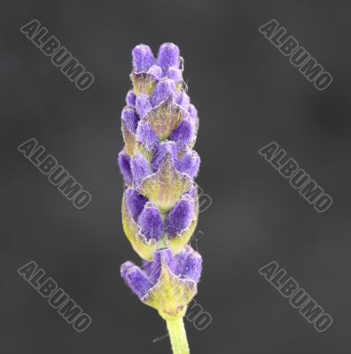 lavender