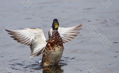 mallard