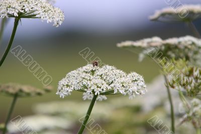 cow parsley and bee