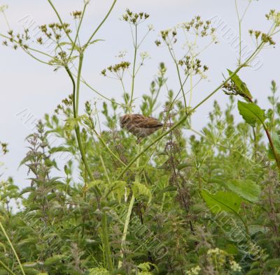 sparrow