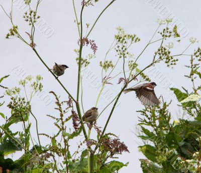 sparrows