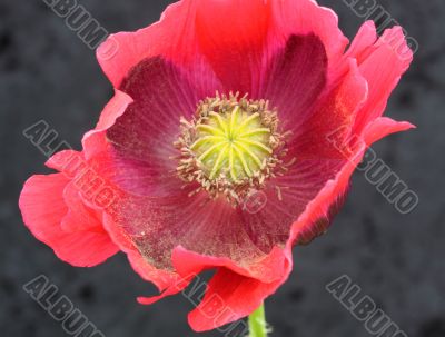 oriental poppy