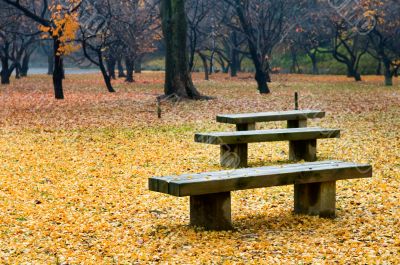 Bench in garden