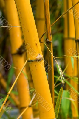 Bamboo