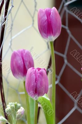 Purple tulips