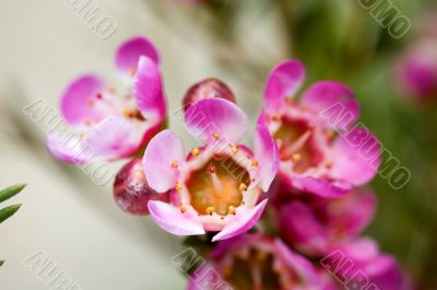 Pink flowers