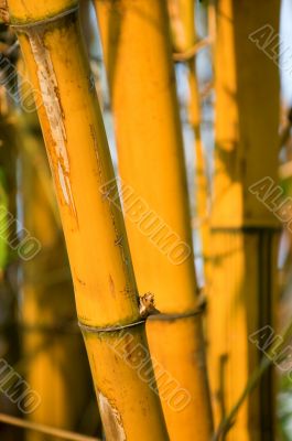 Bamboo