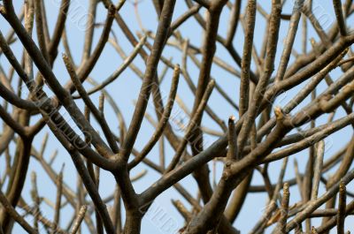Abstract tree branches