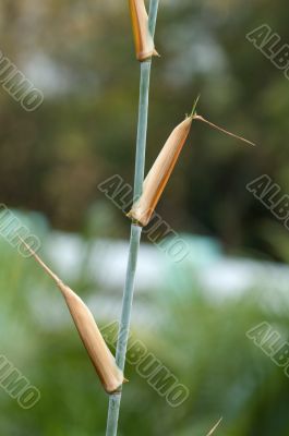 Detail of bamboo foliage