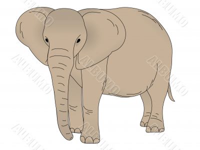 Elephant