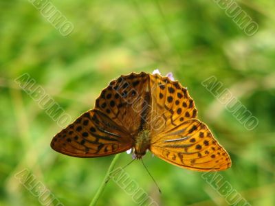 butterfly on a flower