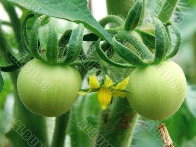 green tomatoes