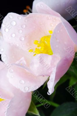pink flowers of a dog-rose