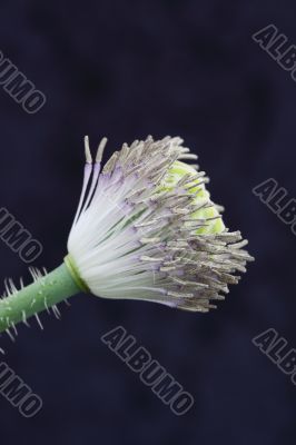 poppy stamens