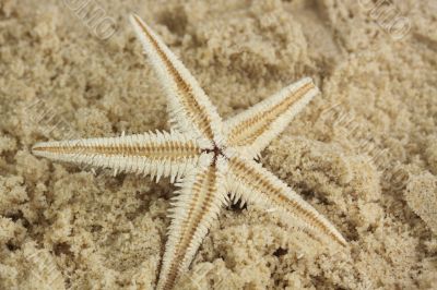 starfish