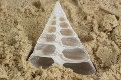 sea shell in sand