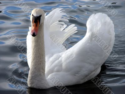 white swan swimming on dark water