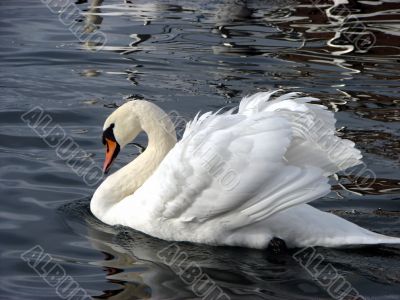 white swan swimming on dark water