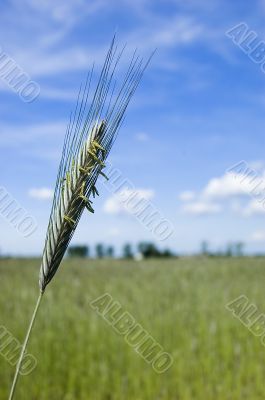 Wheat field on spring