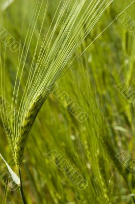 Wheat field on spring