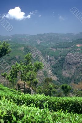 Blue Mountains,India