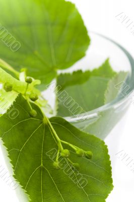 linden closeup