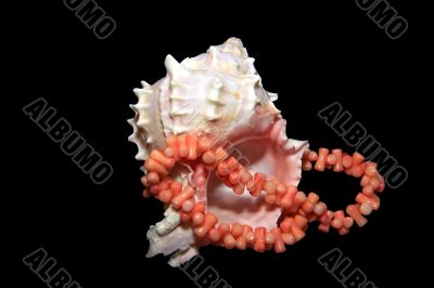 cockle-shell with coral