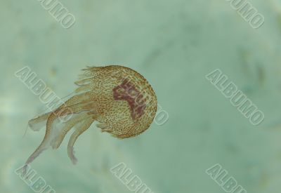 pink jellyfish