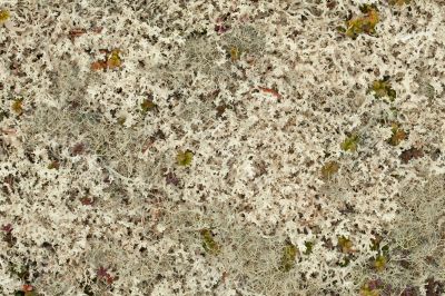 Lichen background - Cetraria nivalis