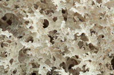 Cetraria nivalis - lichen