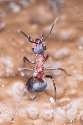 Wood ant in a fighting rack