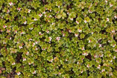 Arctostaphylos uva ursi flowering