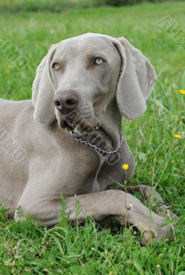 puppy weimaraner dog
