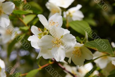 blossom jasmine flower