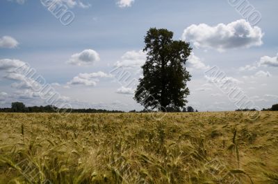 Lonely tree