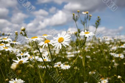 Wild flowers