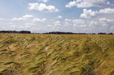 Landscape with barley field