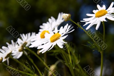 Wild flowers