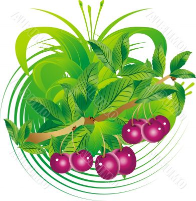 Fruits and cherry leaves