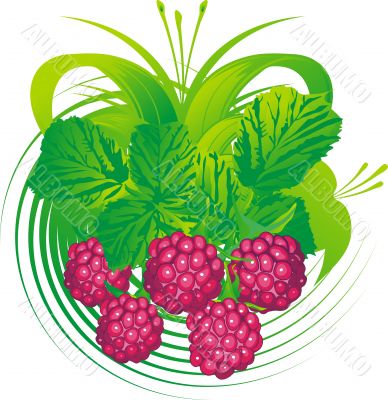 Raspberry fruits