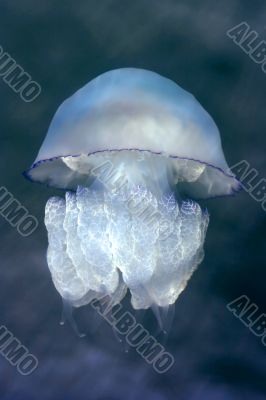 The Black Sea jellyfish