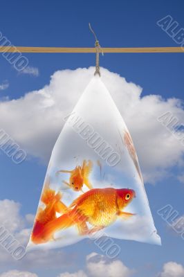 Goldfishes in the plastic bag