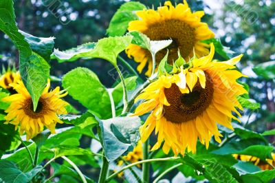 Sunflowers