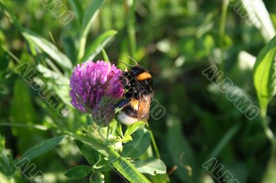Bumblebee on the flower of clover