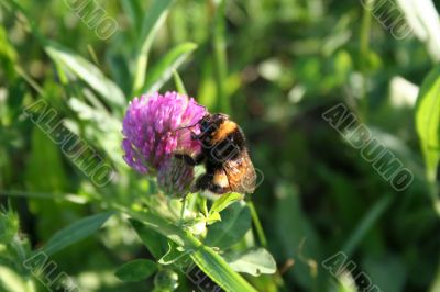 Bumblebee on the flower of clover