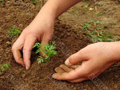 hoeing carrot sprouts